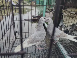 কবুতর পাখি