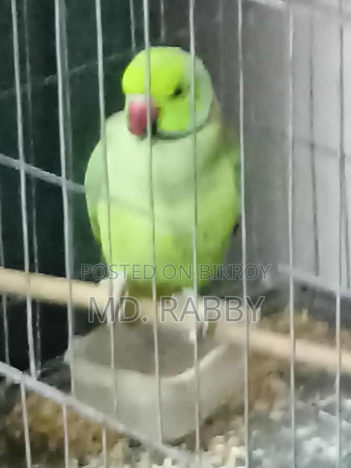 Indian Ring Neck