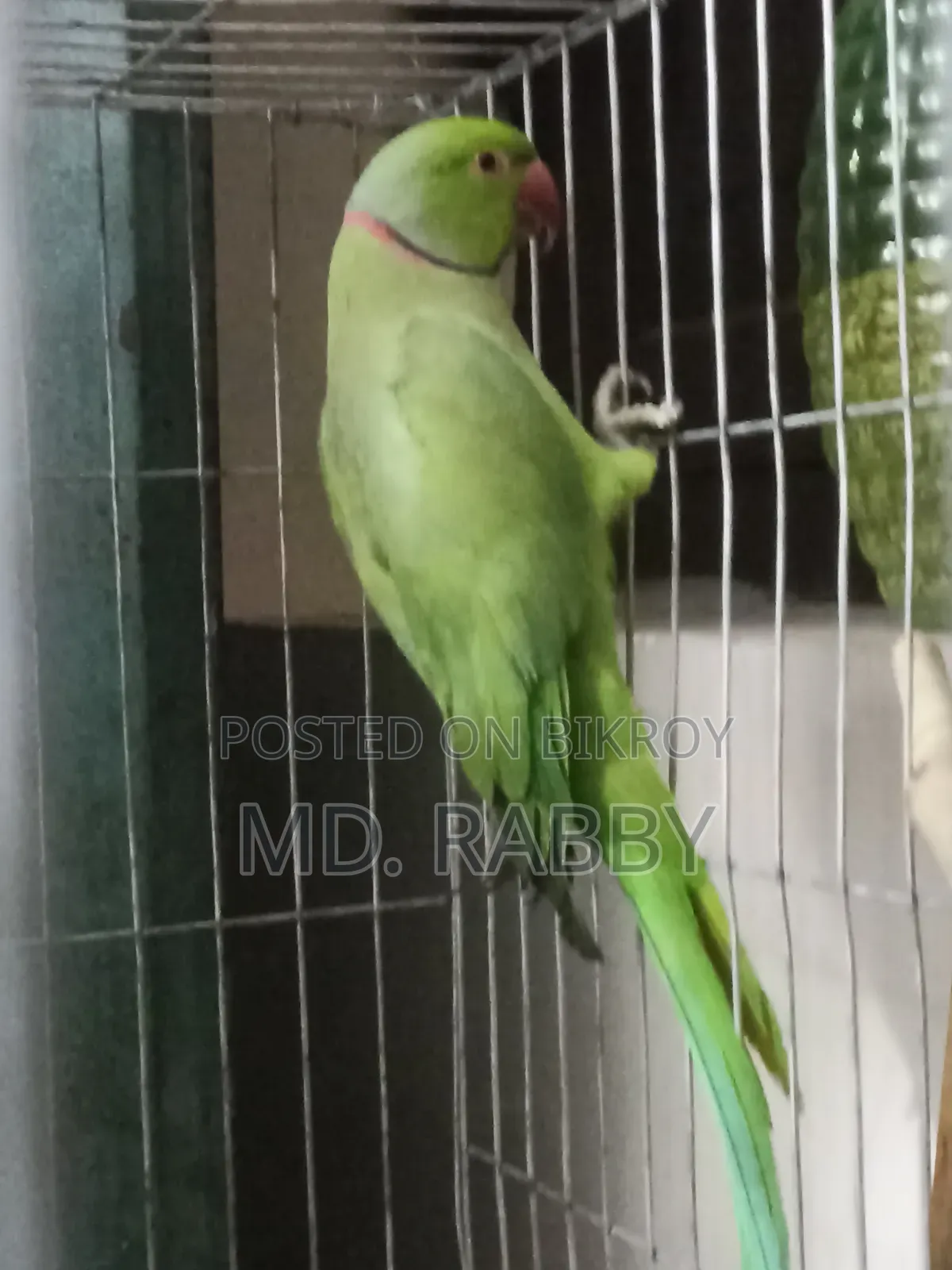 Indian Ring Neck