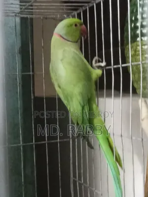 Indian Ring Neck