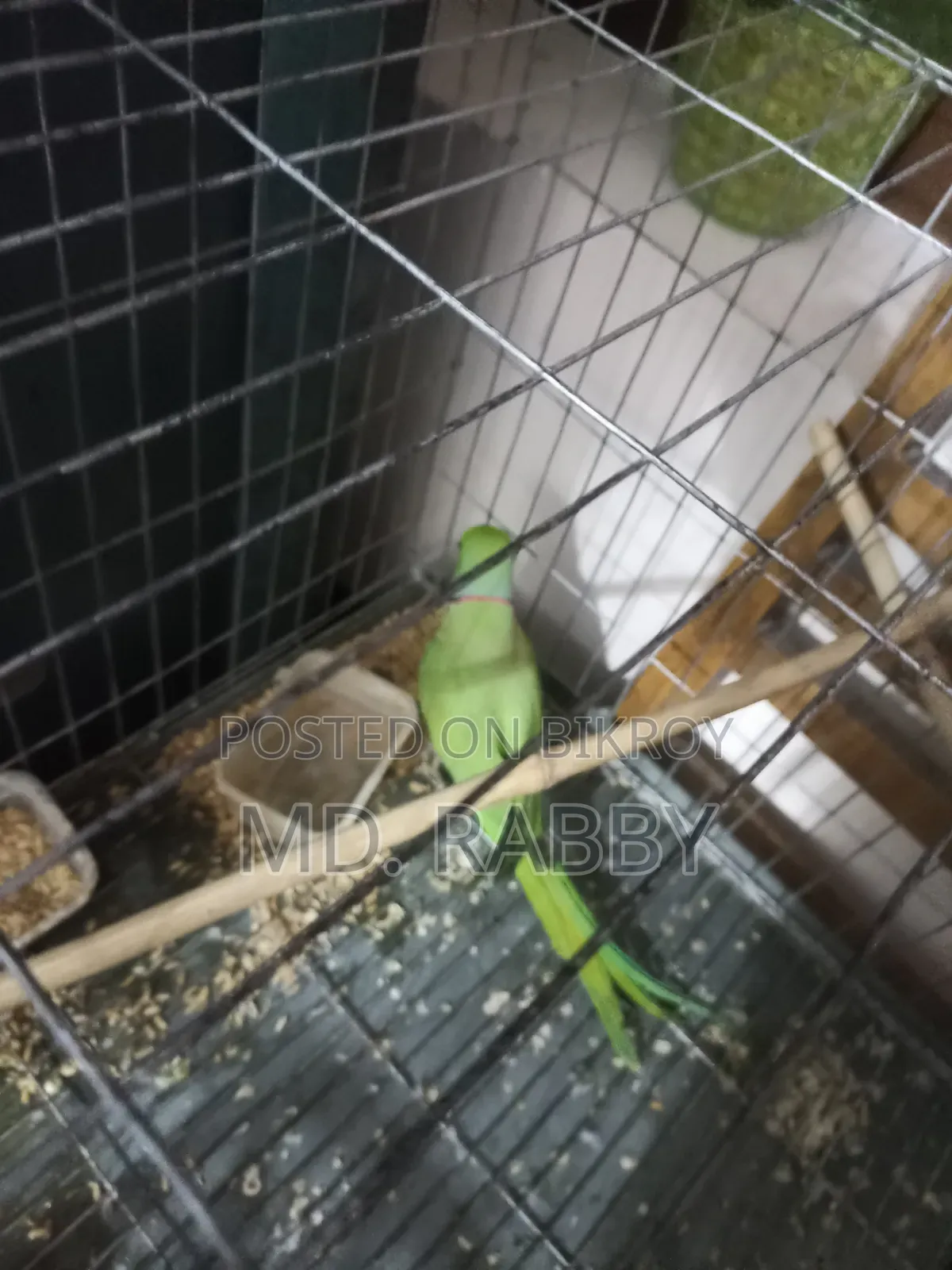 Indian Ring Neck