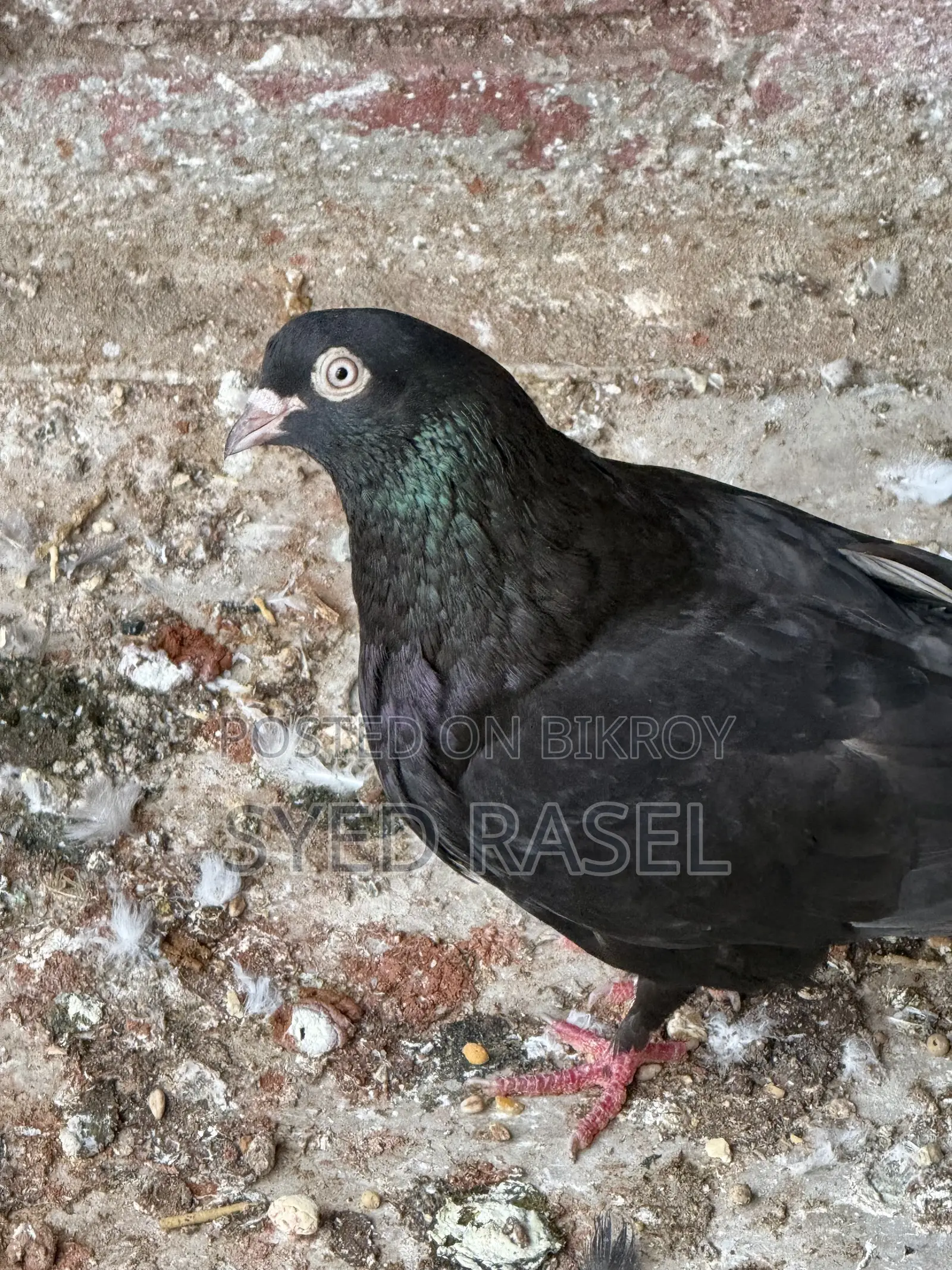 নর কবুতর
