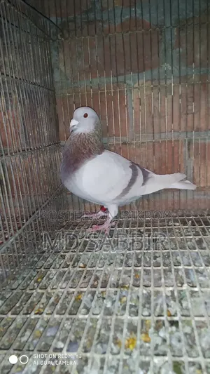 Mili Nor Full Fresh Dim Baccha Clear