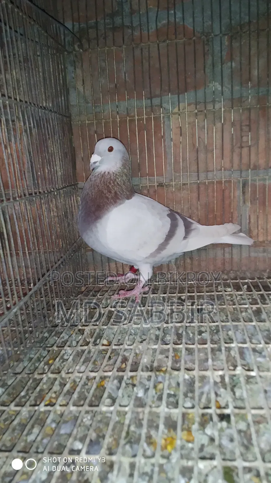 Mili Nor Full Fresh Dim Baccha Clear