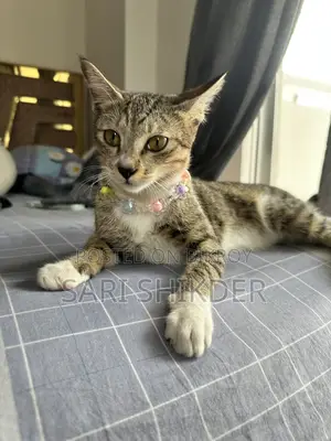 3-6 Months Female Mixed Breed Tabby
