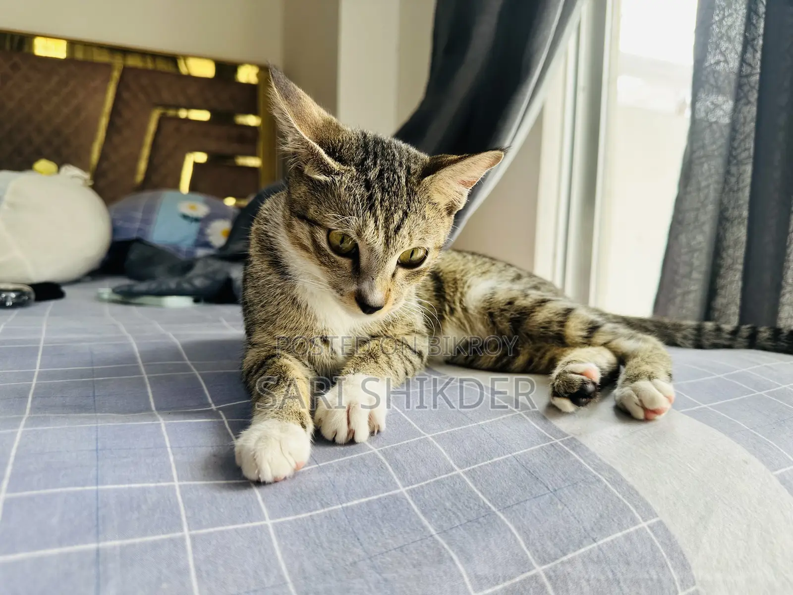 ৩-৬ মাস বয়সী স্ত্রী মিশ্র জাতের ট্যাবি বিড়াল