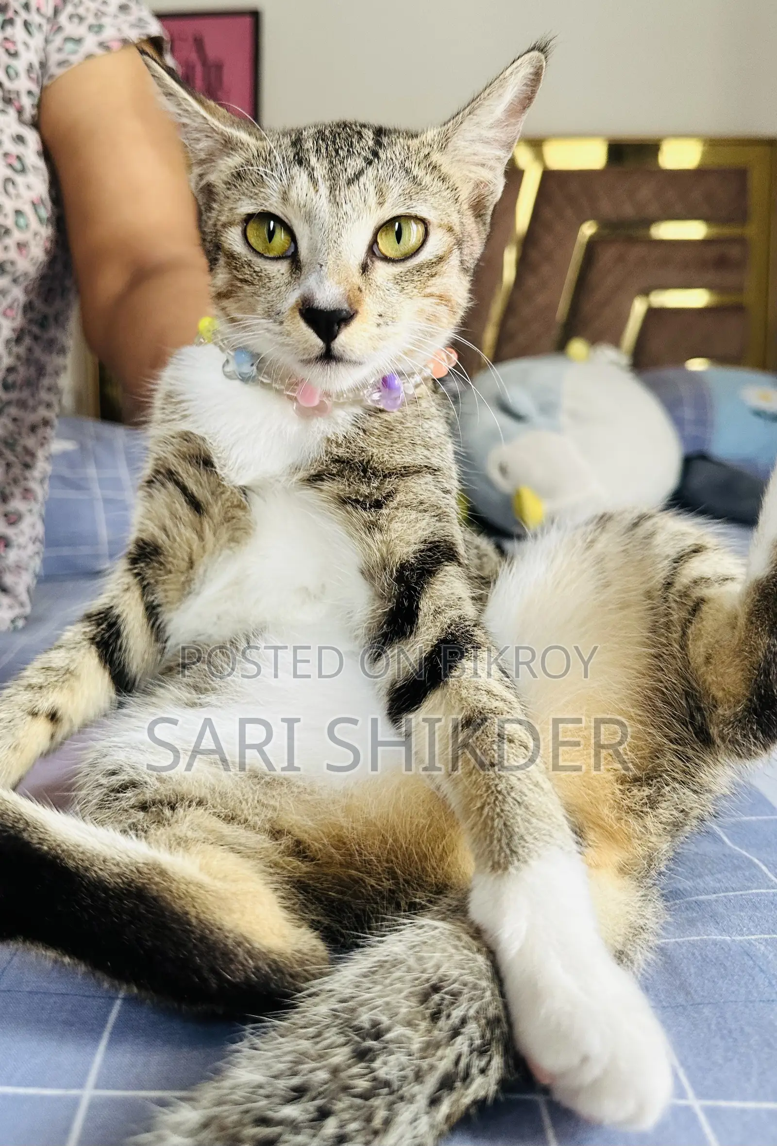 ৩-৬ মাস বয়সী স্ত্রী মিশ্র জাতের ট্যাবি বিড়াল
