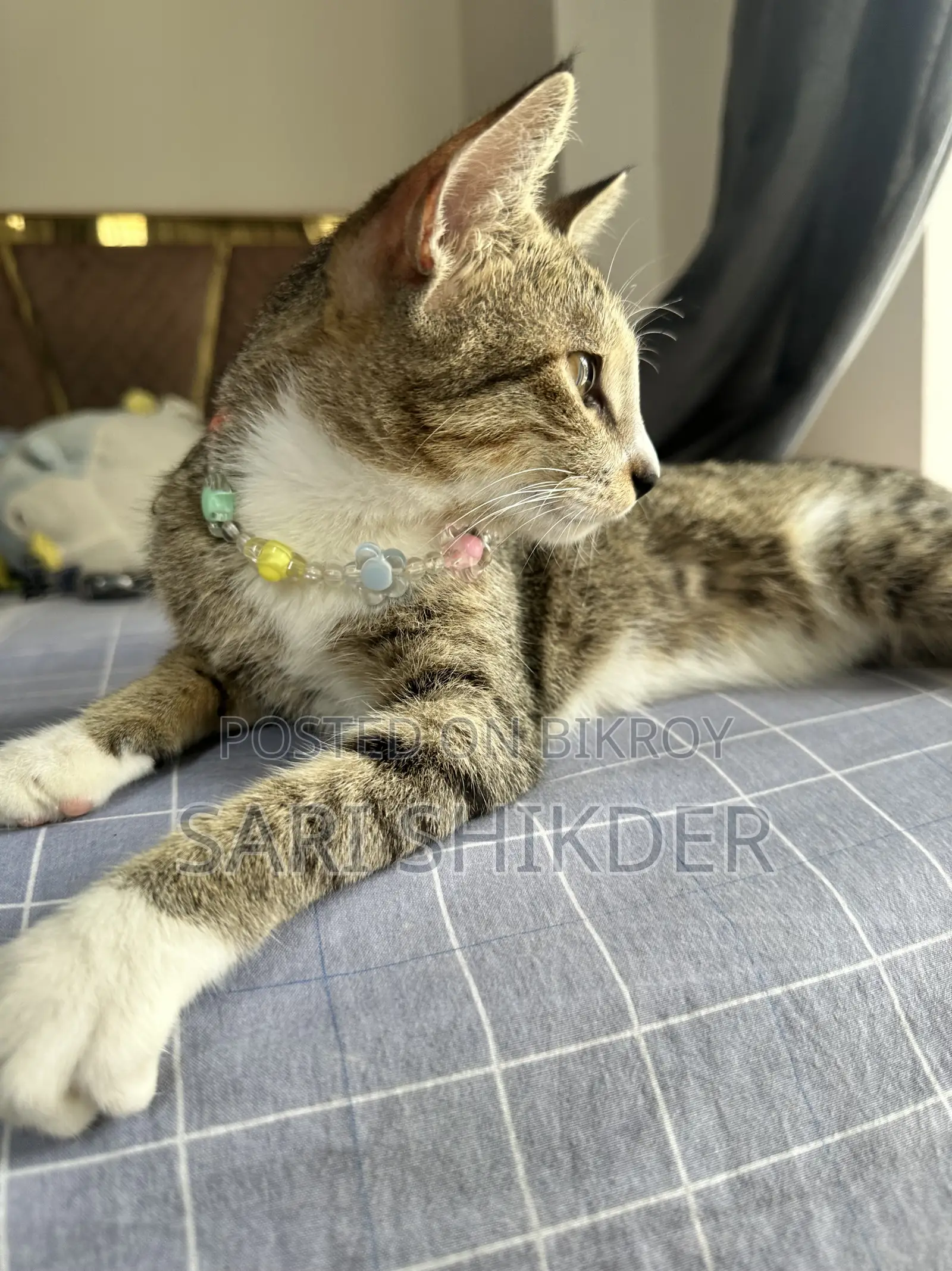 ৩-৬ মাস বয়সী স্ত্রী মিশ্র জাতের ট্যাবি বিড়াল