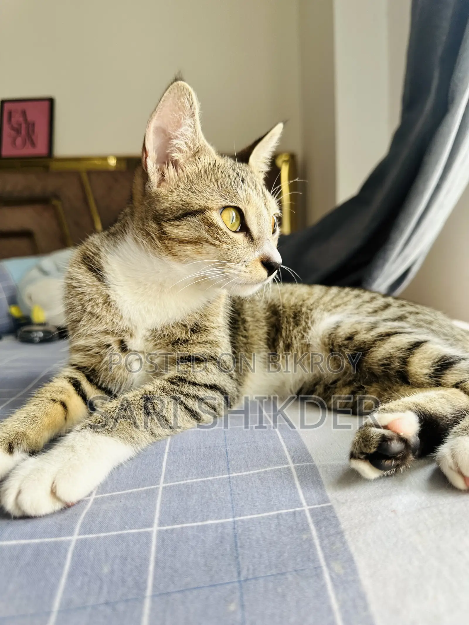 ৩-৬ মাস বয়সী স্ত্রী মিশ্র জাতের ট্যাবি বিড়াল