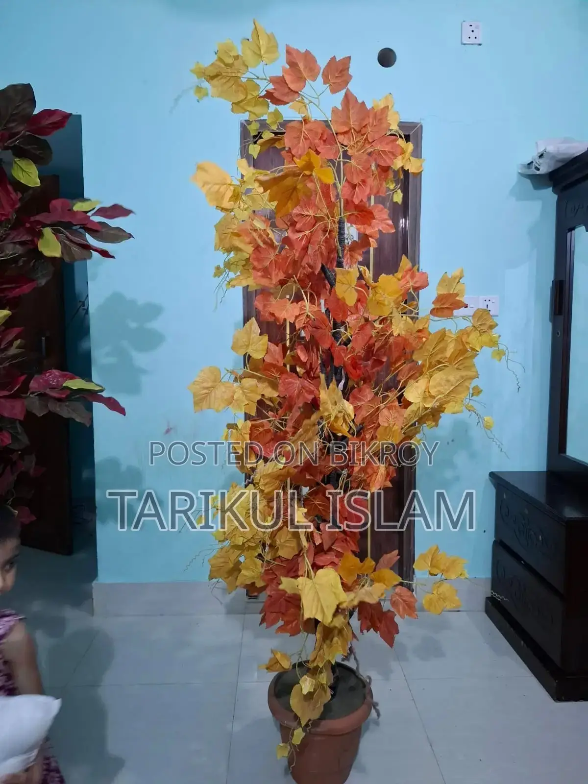 সোফার কোণার সাজসজ্জার জন্য দুটি গাছ বিক্রয় হবে