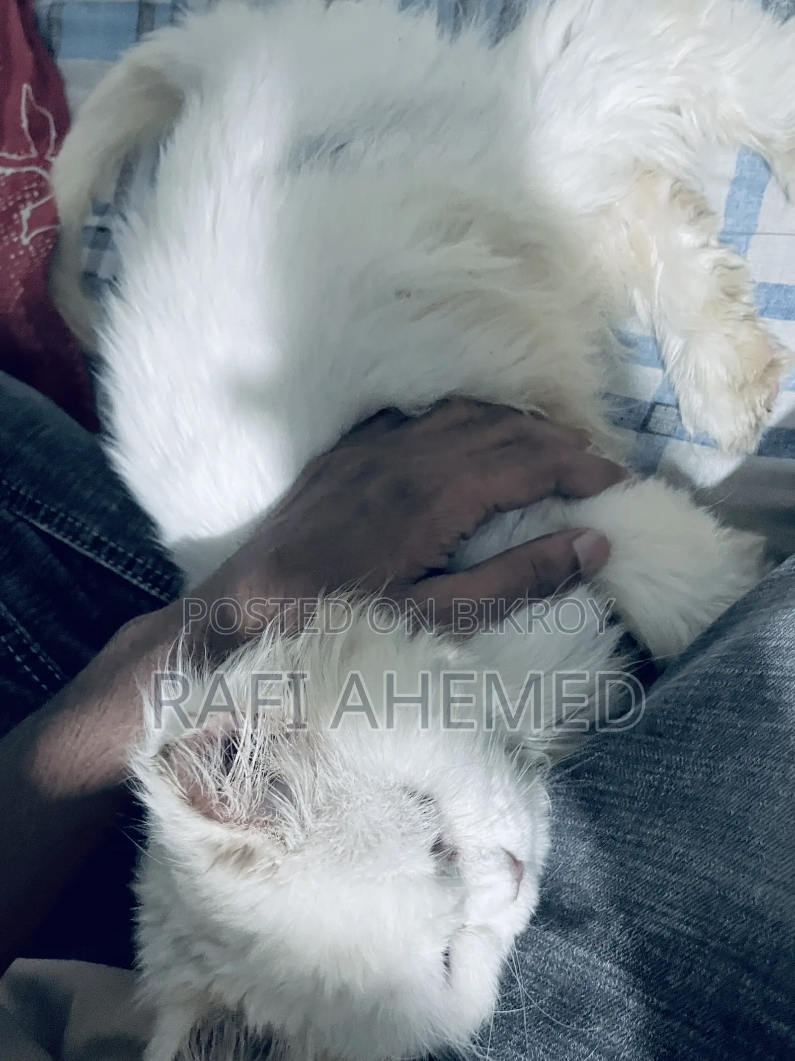 1+ Year Female Purebred Persian