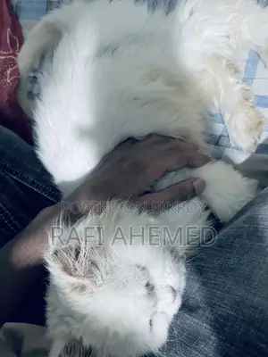 1+ Year Female Purebred Persian