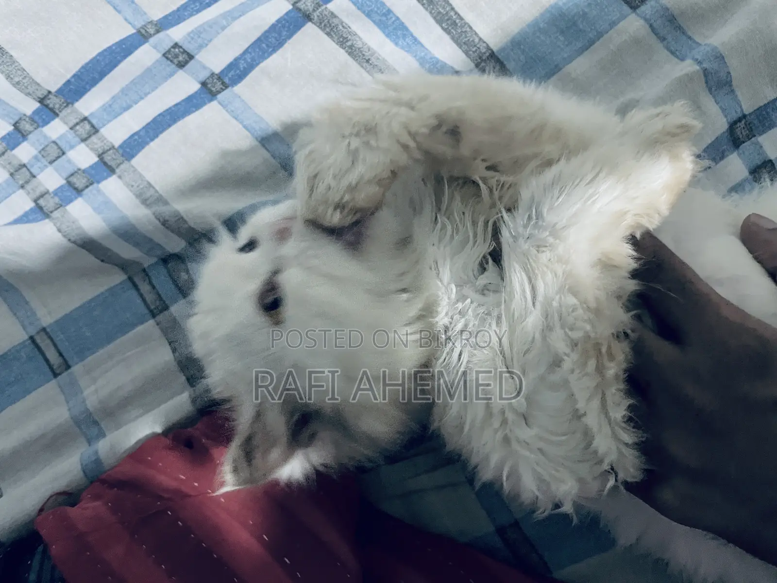 1+ Year Female Purebred Persian