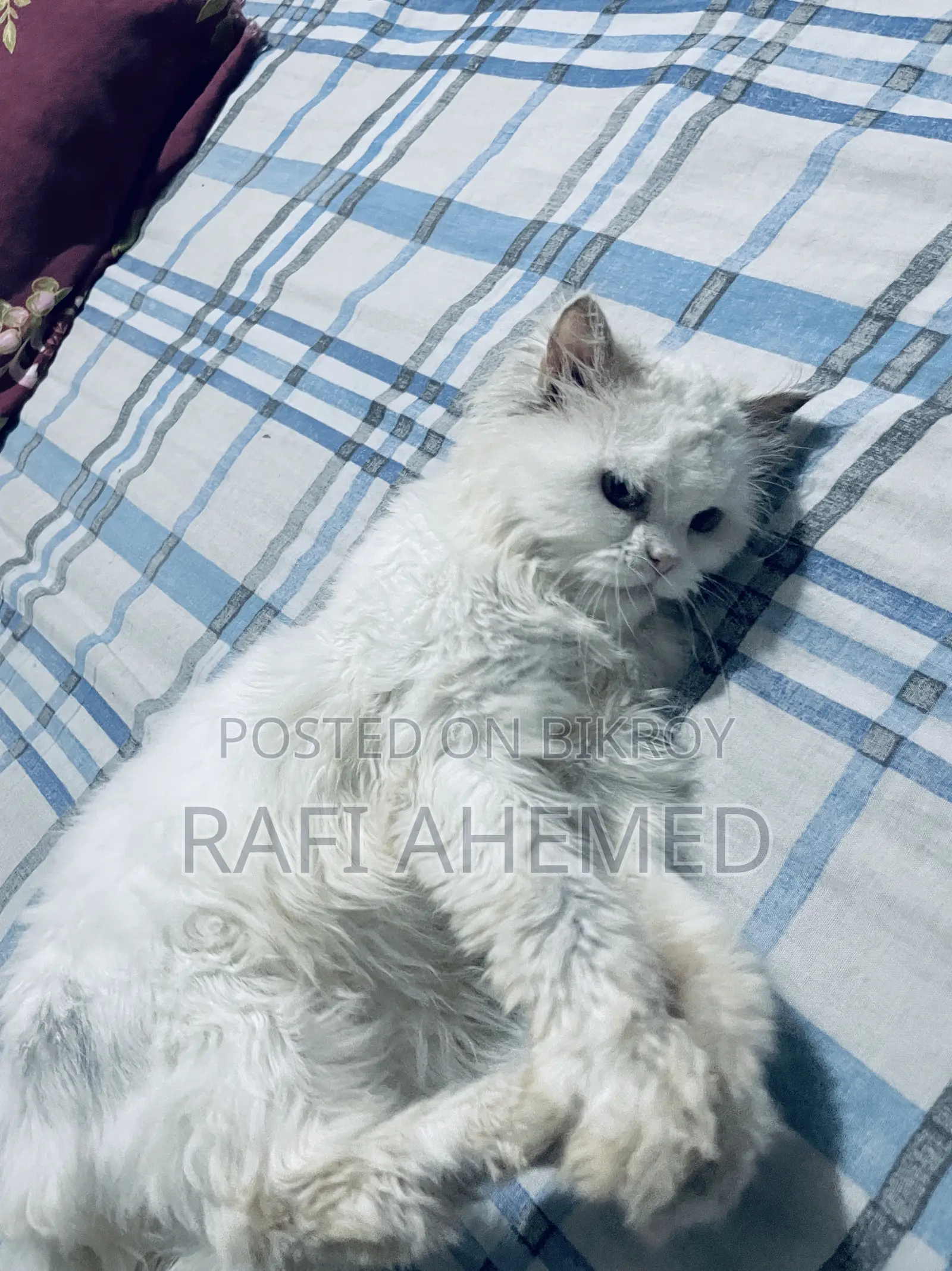 1+ Year Female Purebred Persian