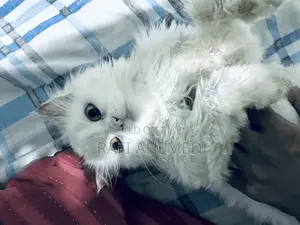 1+ Year Female Purebred Persian