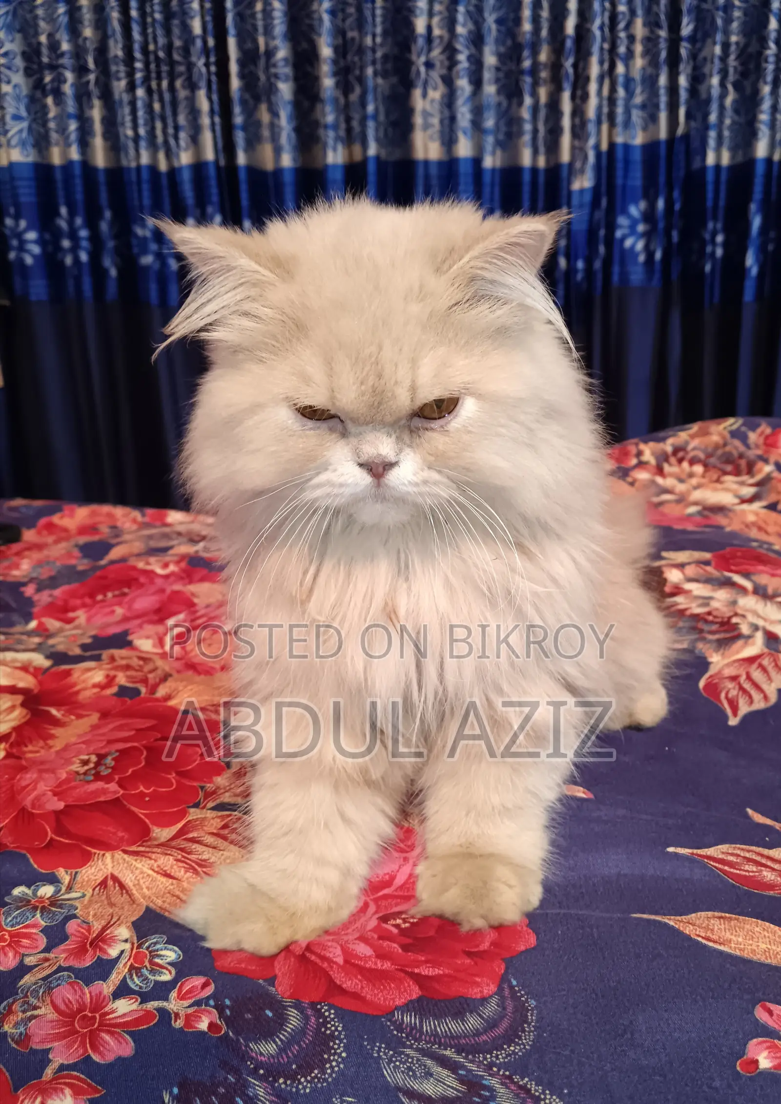 6-12 months Male Purebred Persian