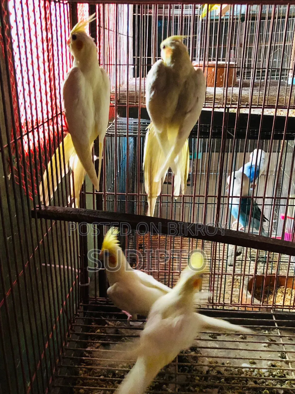 লুটিনো ককাটেল পাখির জোড়া