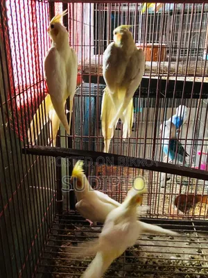লুটিনো ককাটেল পাখির জোড়া