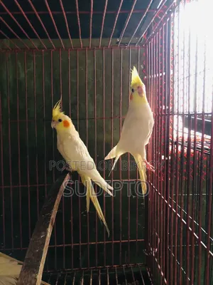 লুটিনো ককাটেল পাখির জোড়া