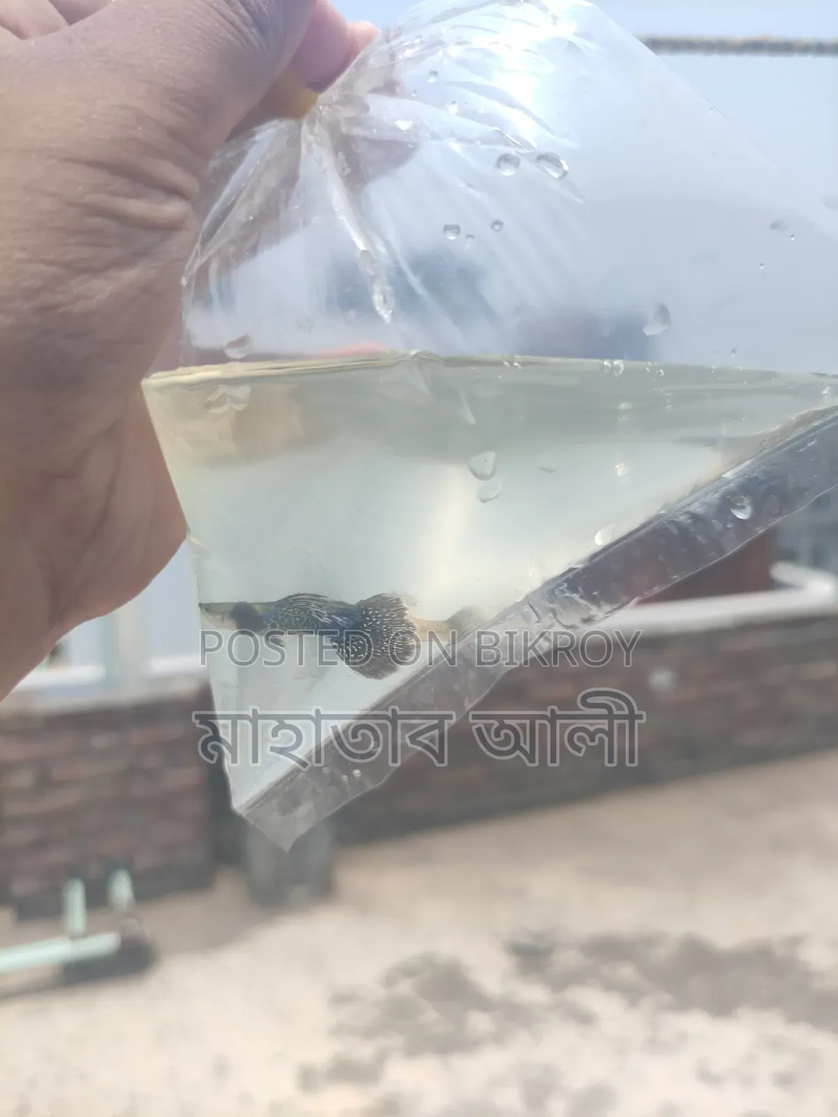 পারপেল ড্রাগন গাপ্পি মাছ।