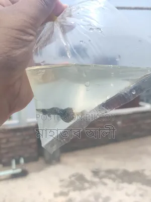Purple Dragon Guppy Fish