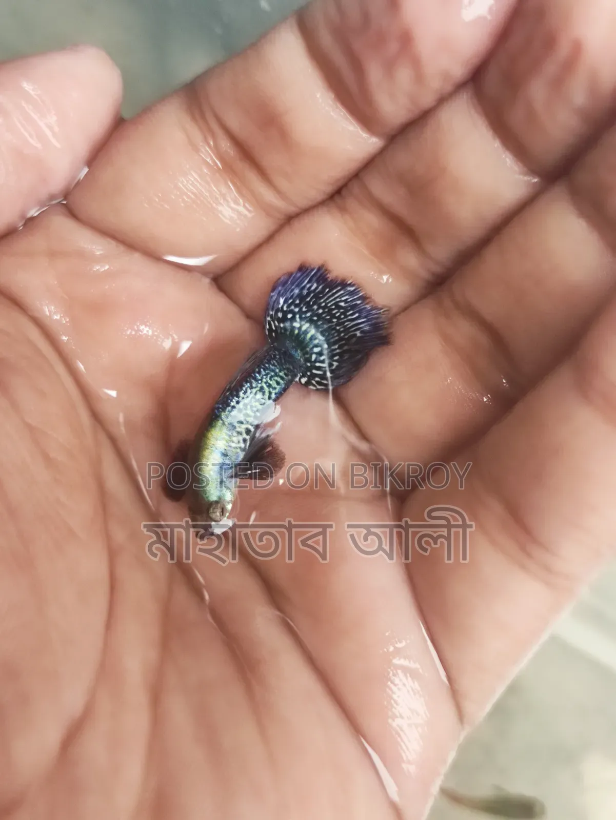পারপেল ড্রাগন গাপ্পি মাছ।