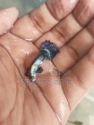 পারপেল ড্রাগন গাপ্পি মাছ।