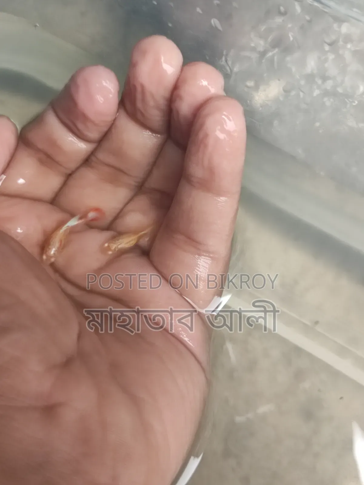 Red Topaz Guppy Fish