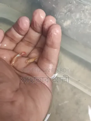 Red Topaz Guppy Fish
