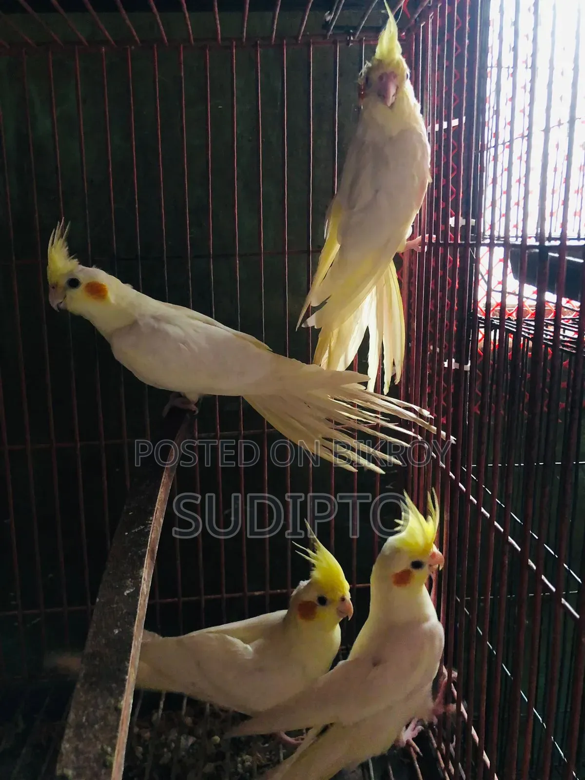 লুটিনো ককাটেল পাখির জোড়া