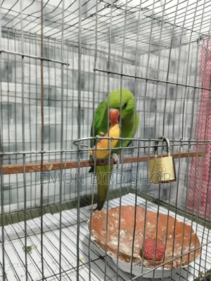 রিং নেক তোতা পাখি বিক্রির জন্য