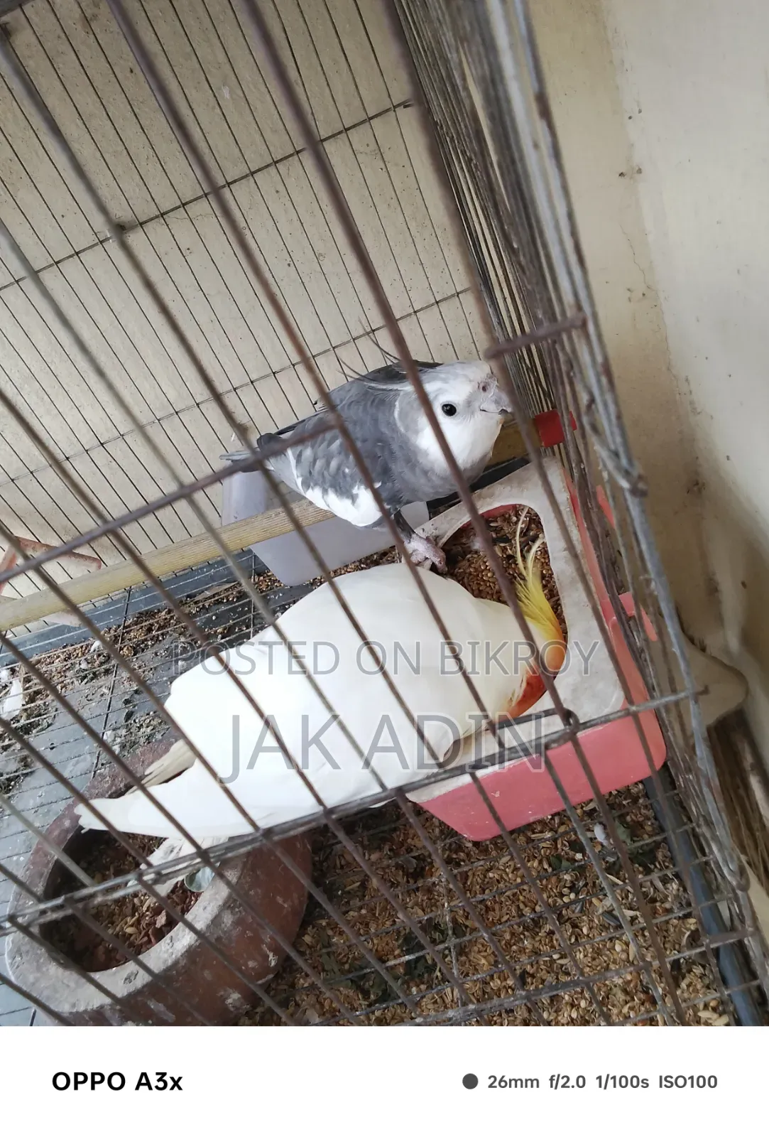 কোকাটেল পেয়ার বিক্রি করবো।