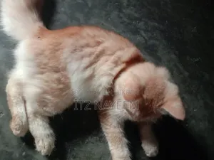 3-6 Months Female Purebred Persian