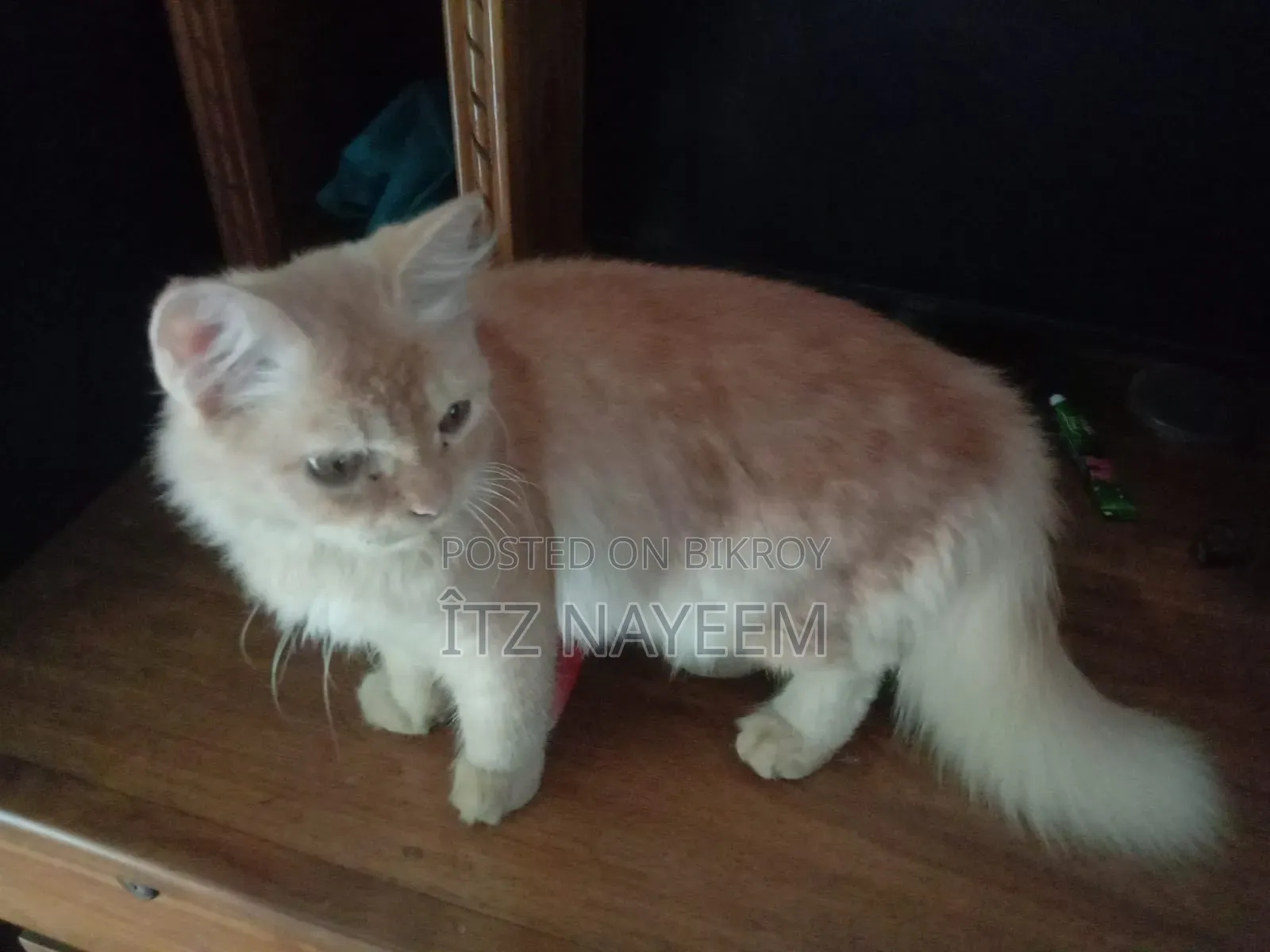 3-6 Months Female Purebred Persian
