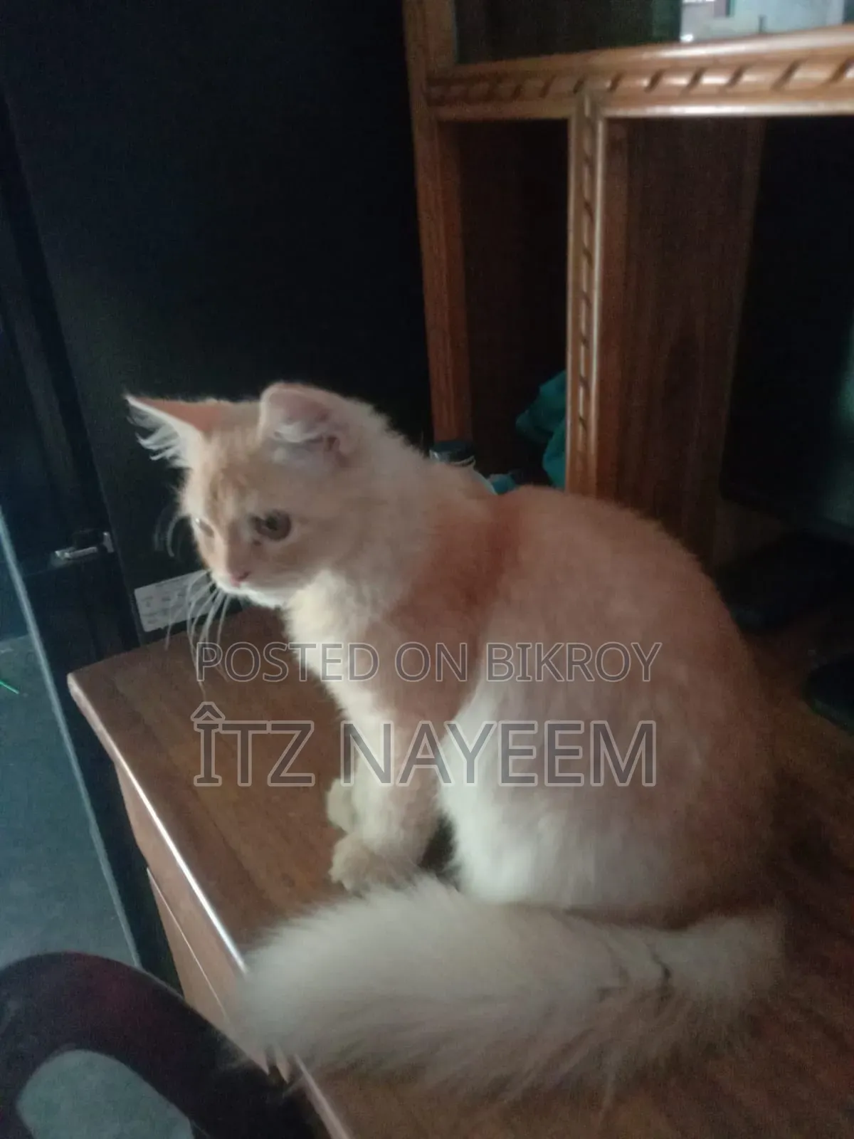 3-6 Months Female Purebred Persian