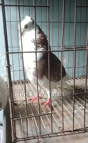 Red Gorra Male Pigeon