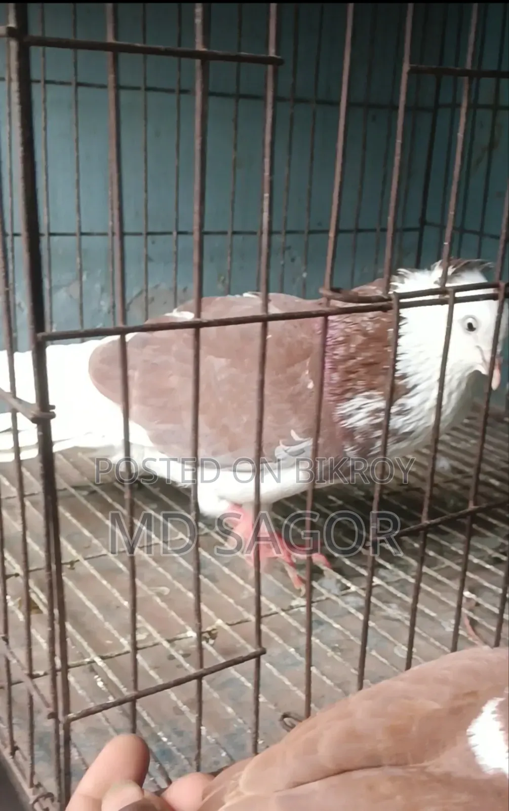 Red Gorra Male Pigeon