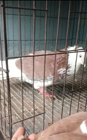 Red Gorra Male Pigeon