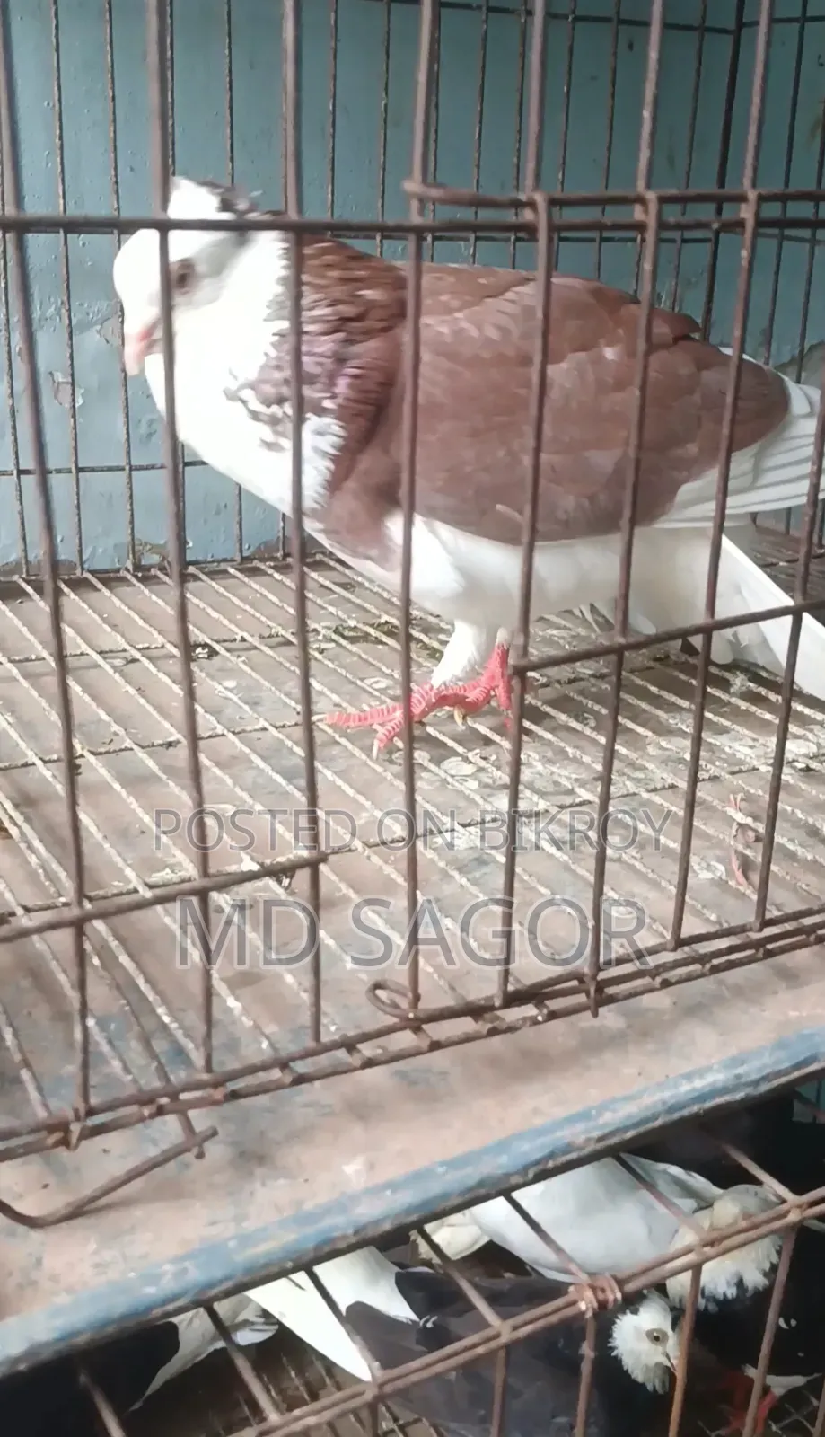 Red Gorra Male Pigeon