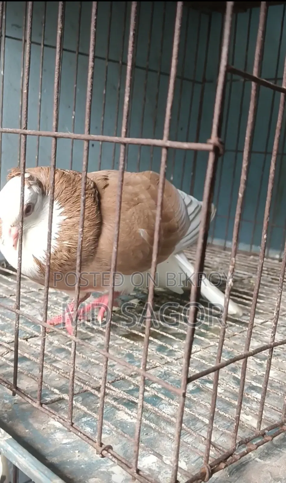 Red Gorra Male Pigeon