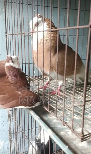 Red Gorra Male Pigeon