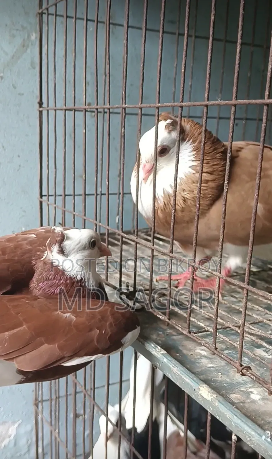 Red Gorra Male Pigeon
