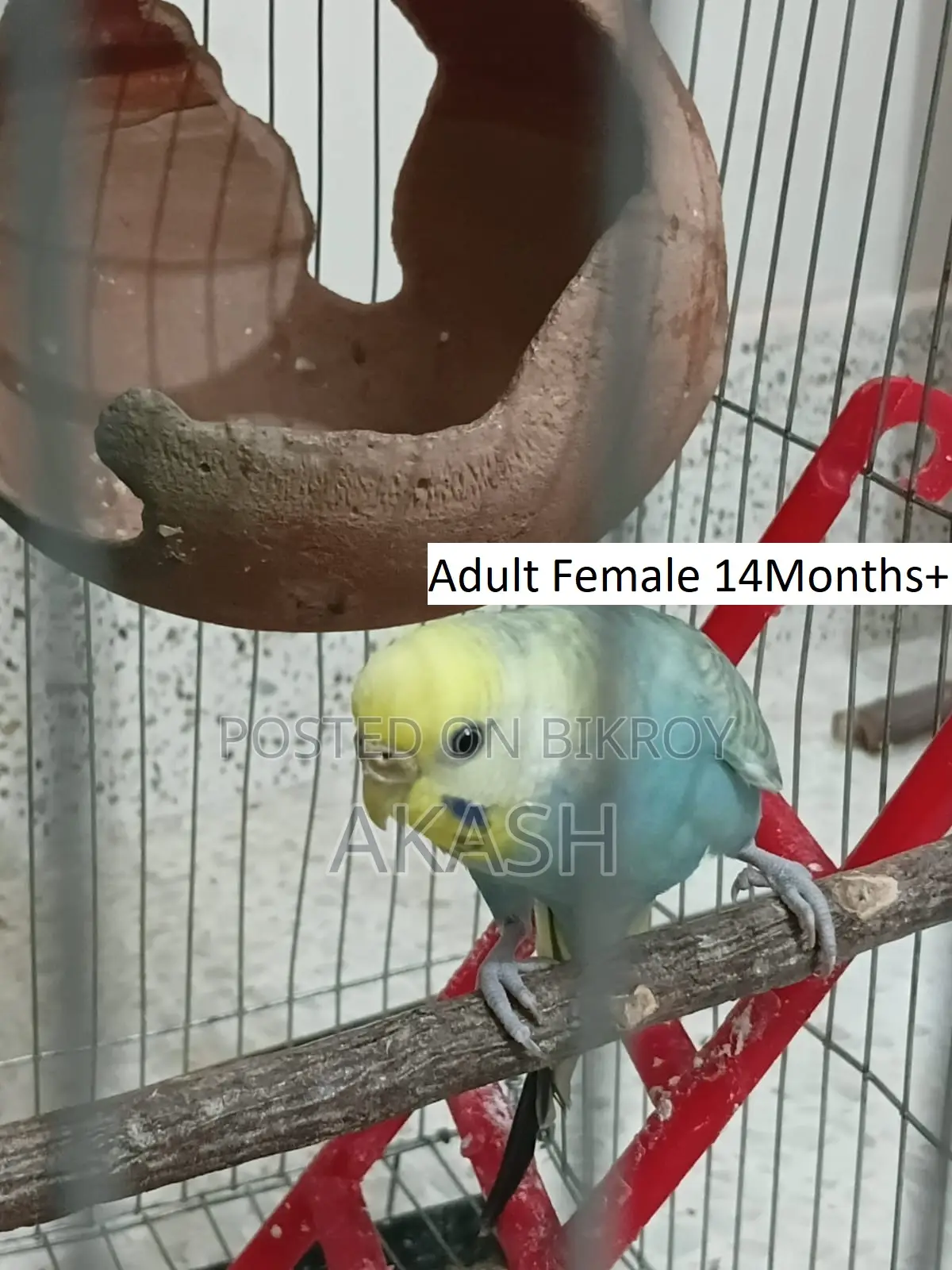 3 Budgerigar birds for sale