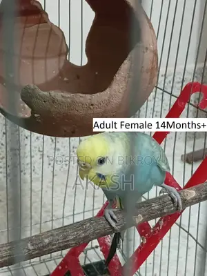 3 Budgerigar birds for sale