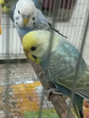 3 Budgerigar birds for sale