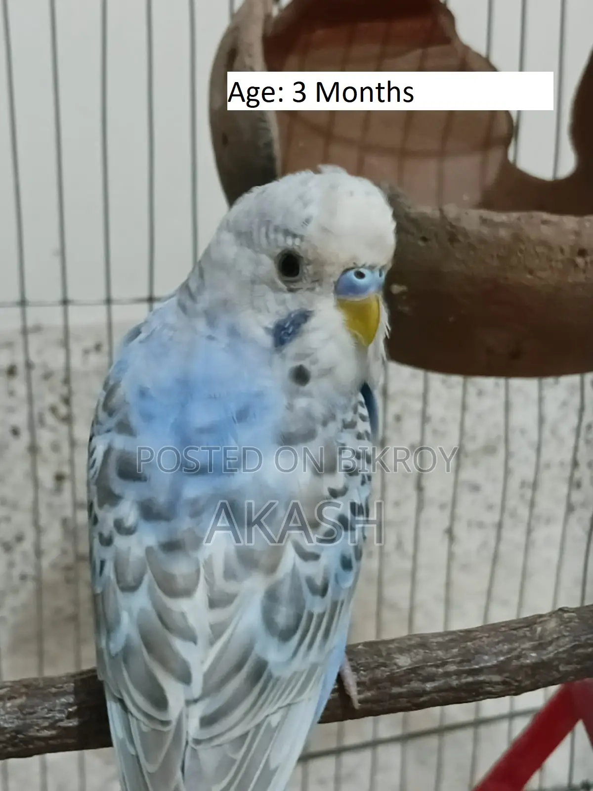 3 Budgerigar birds for sale