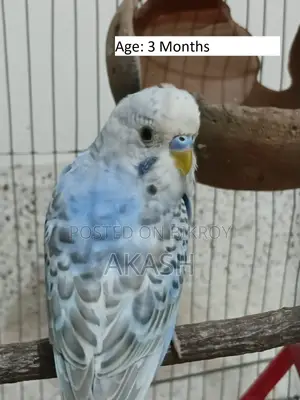 3 Budgerigar birds for sale