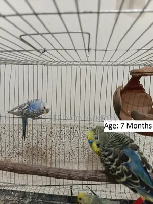 3 Budgerigar birds for sale