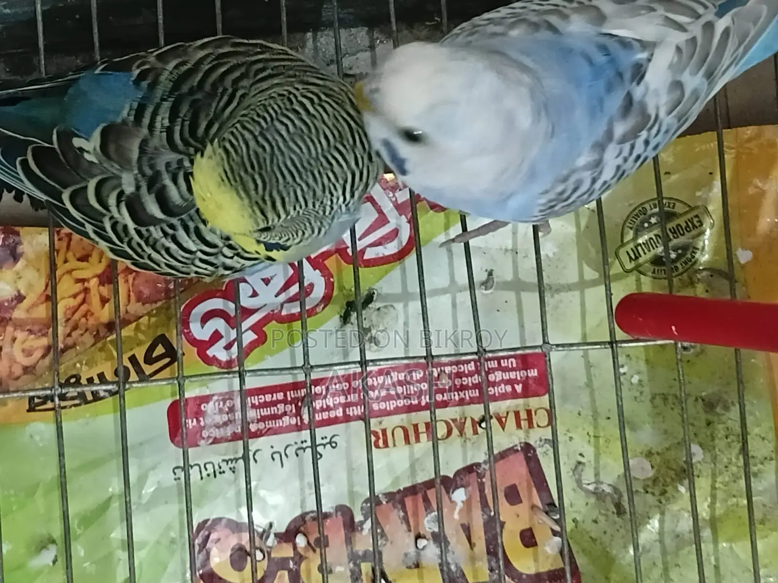 3 Budgerigar birds for sale