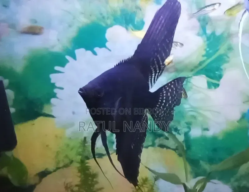 Angelfish